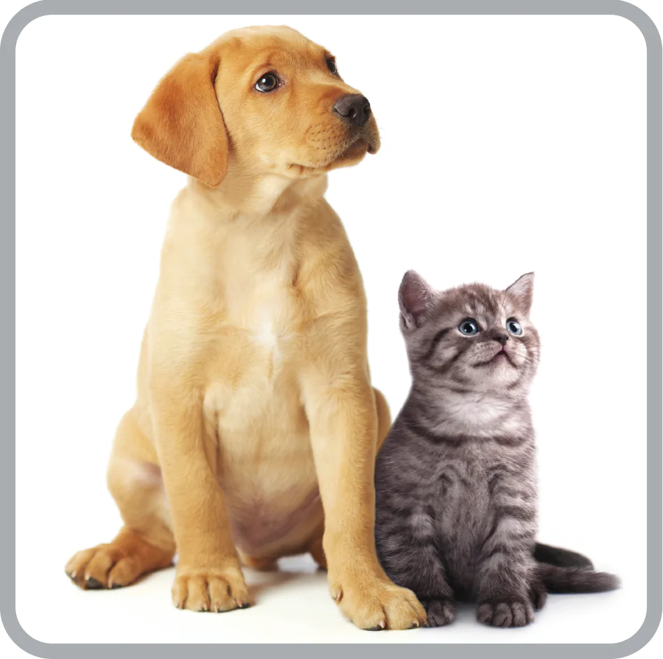 Пилосос для сухого прибирання ROWENTA Compact Power Animal Care RO3985EA